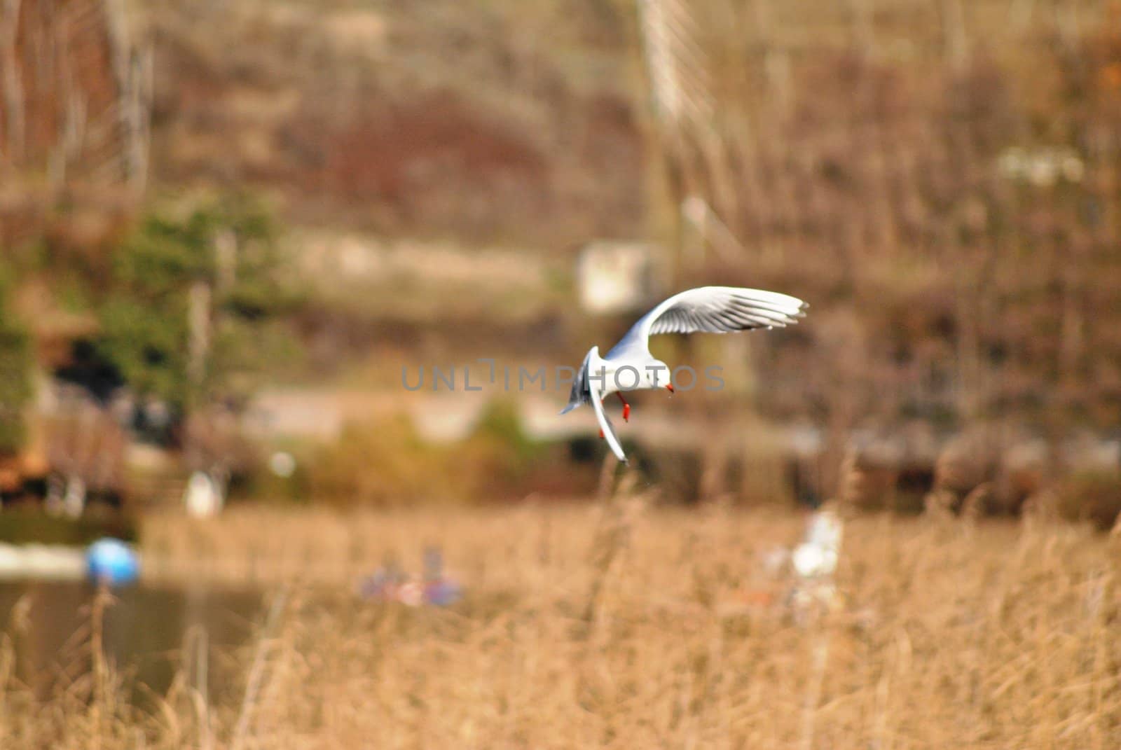 A gull hovers in the air above the Caldonazzo's Lake