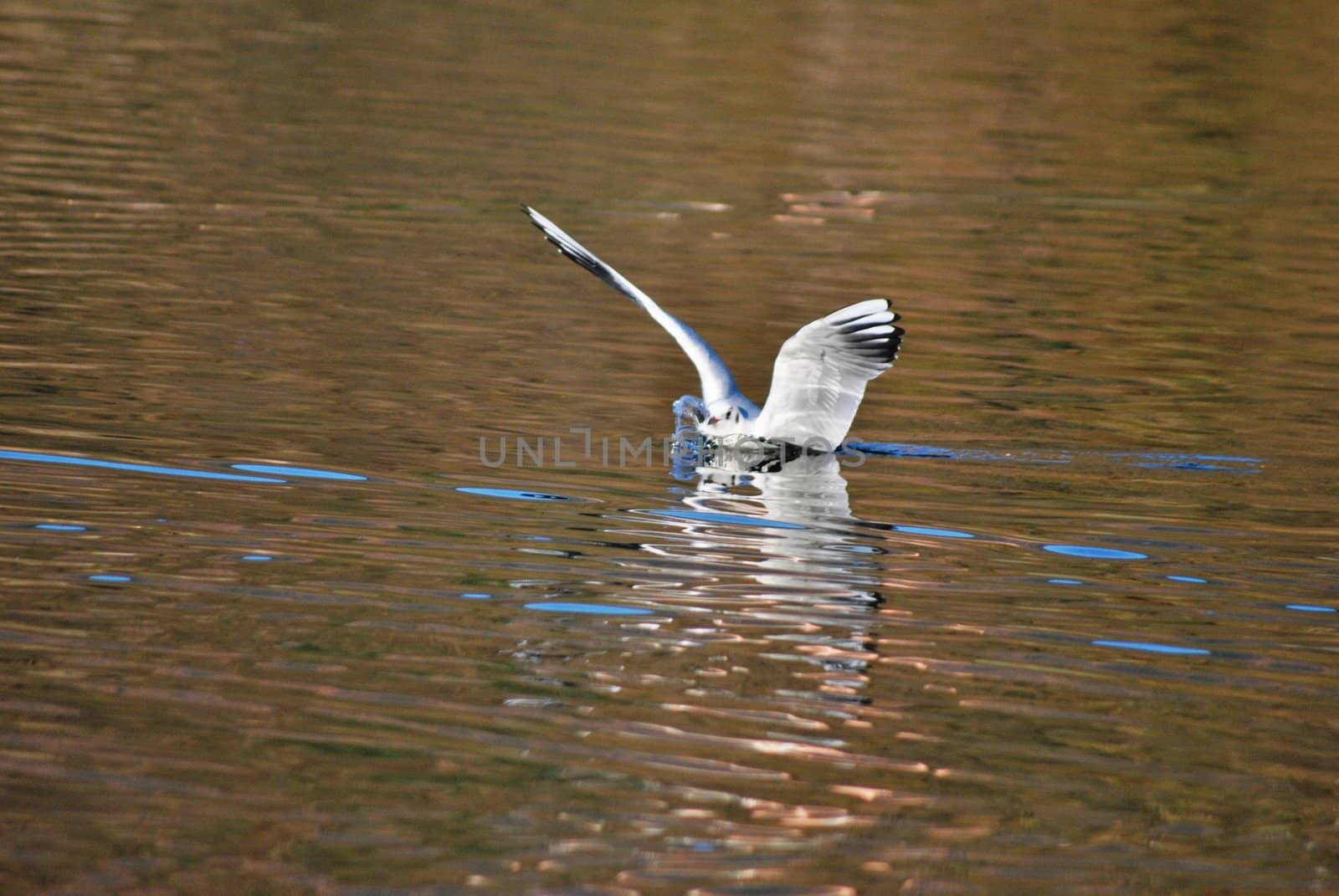 A gull ends its flight gently gliding over the water of Lake Caldonazzo