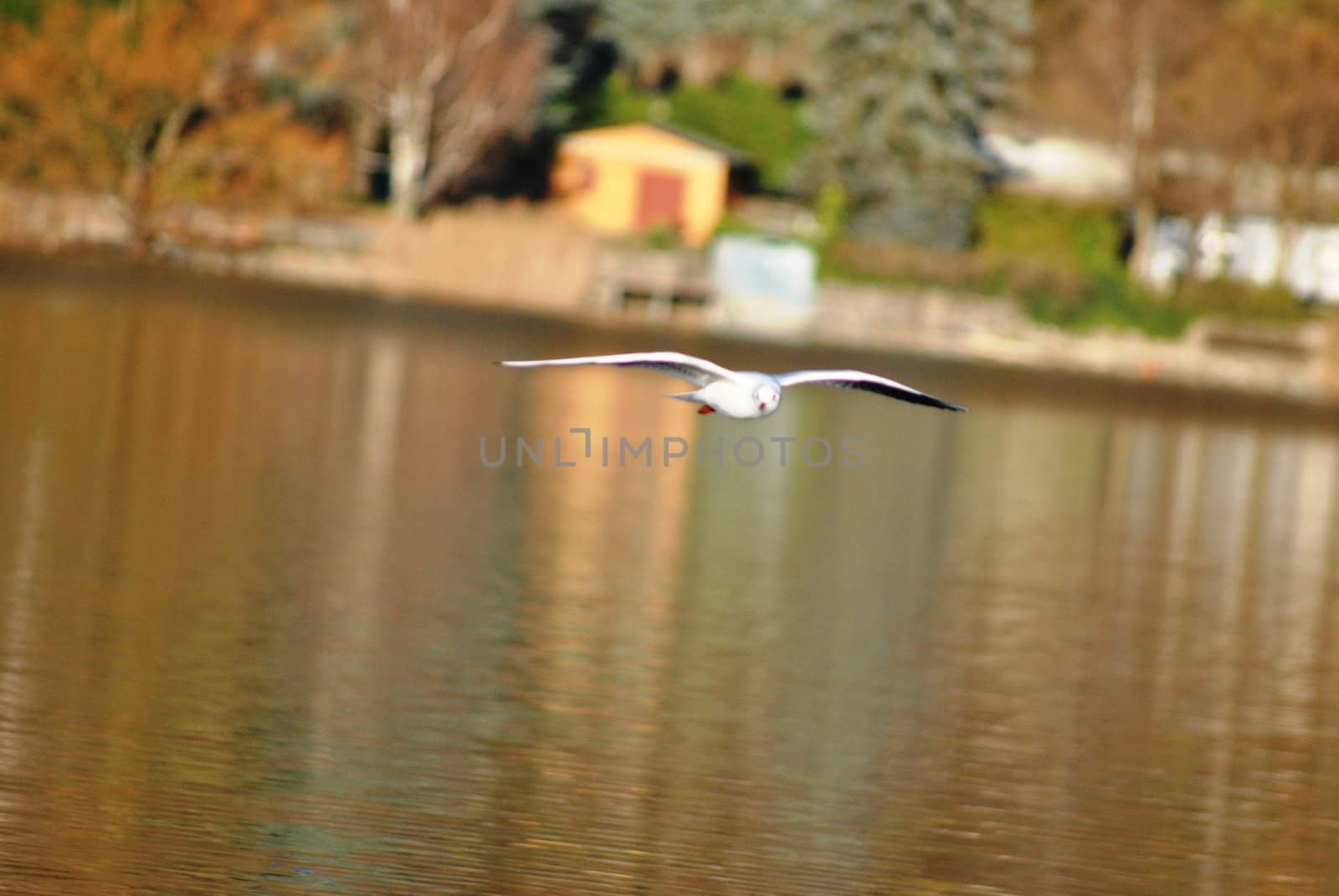 A seagull on the Caldonazzo's lake