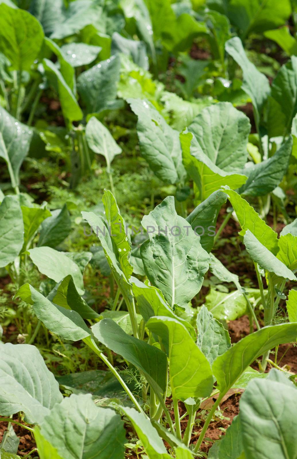 organic vegetables growing in this permaculture garden