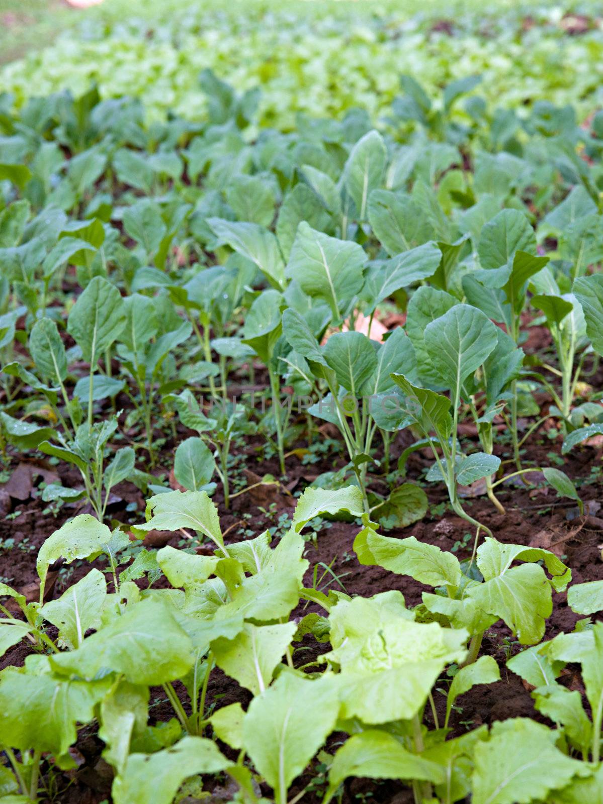 organic vegetables growing by clearviewstock