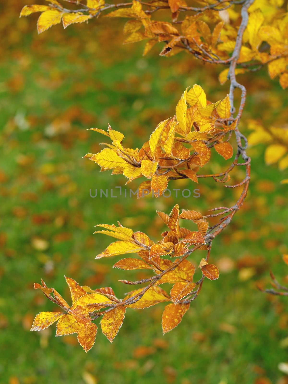 Autumn Leaves covered in a thin layer of frost with a narrow DOF blurring the background.