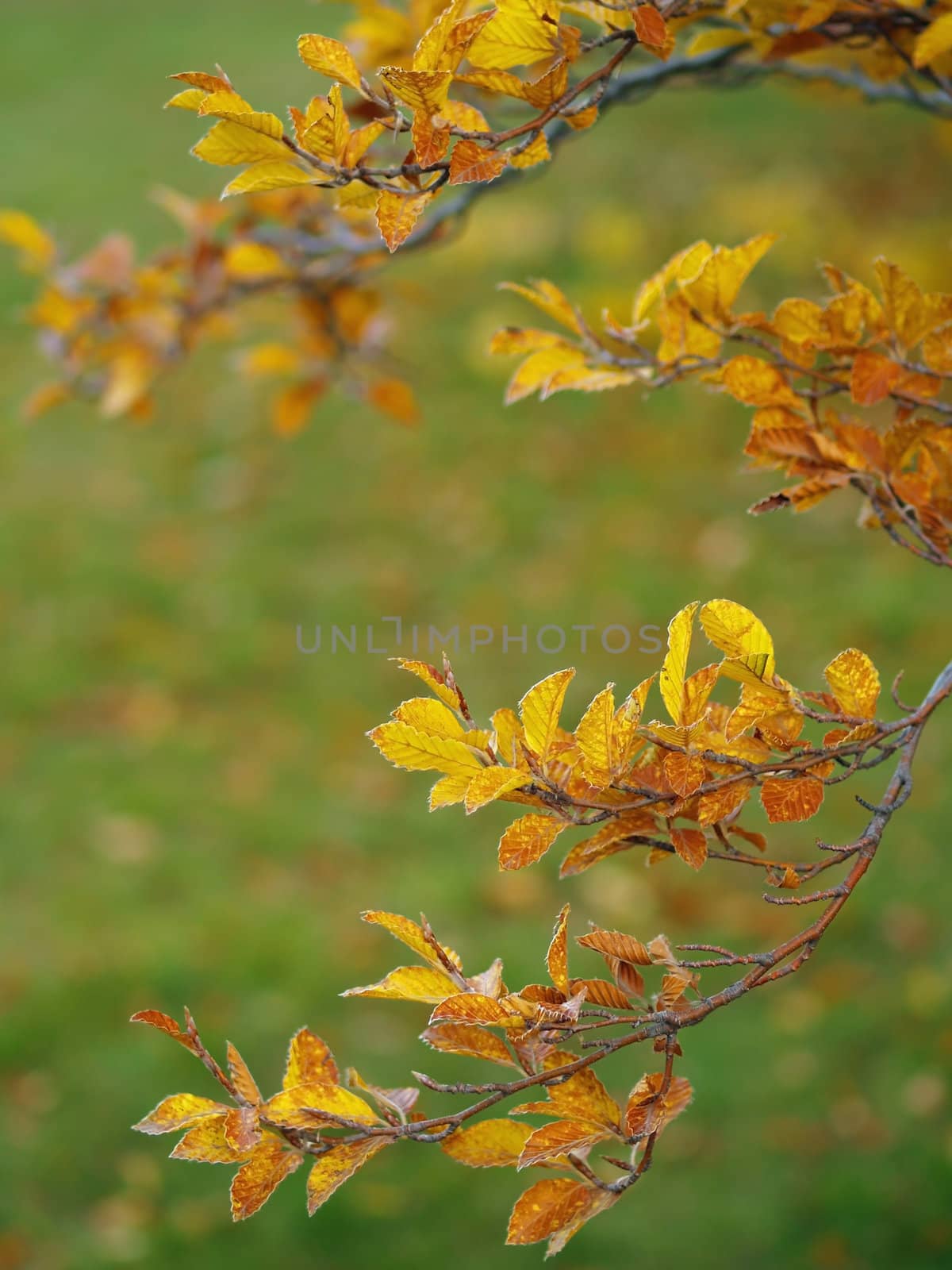 Autumn Leaves covered in a thin layer of frost with a narrow DOF blurring the background.