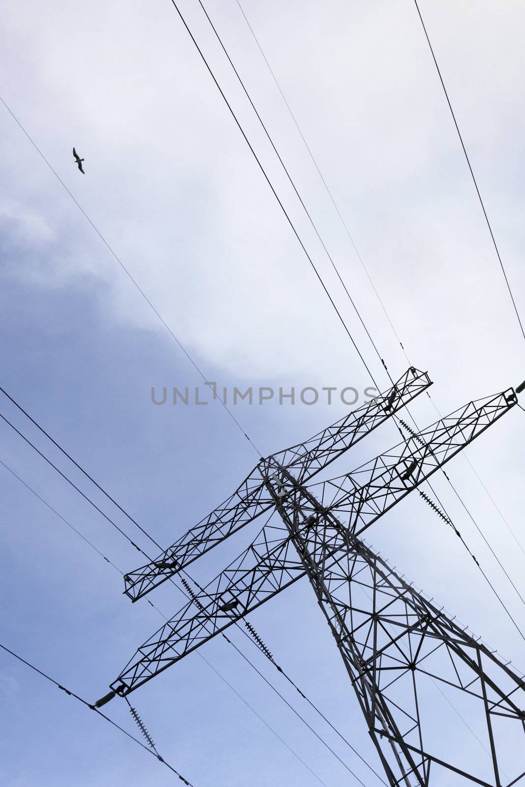 Electric power line with blue sky and gull 