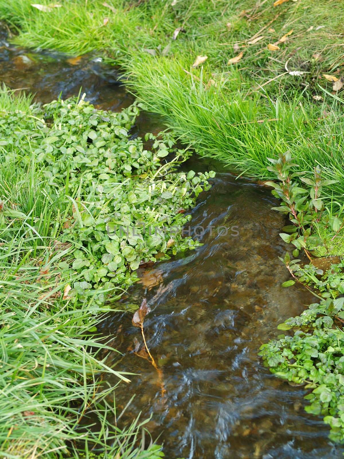 A Small Stream Flows Through a Grassy Green Field