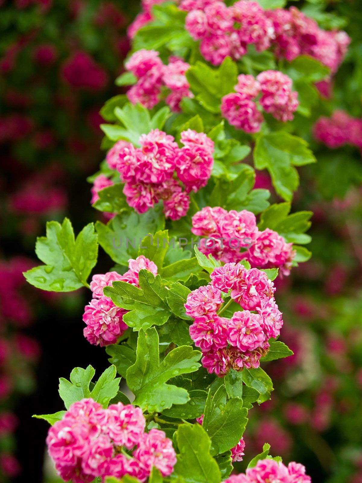 Pink flowers blooming on a tree in spring