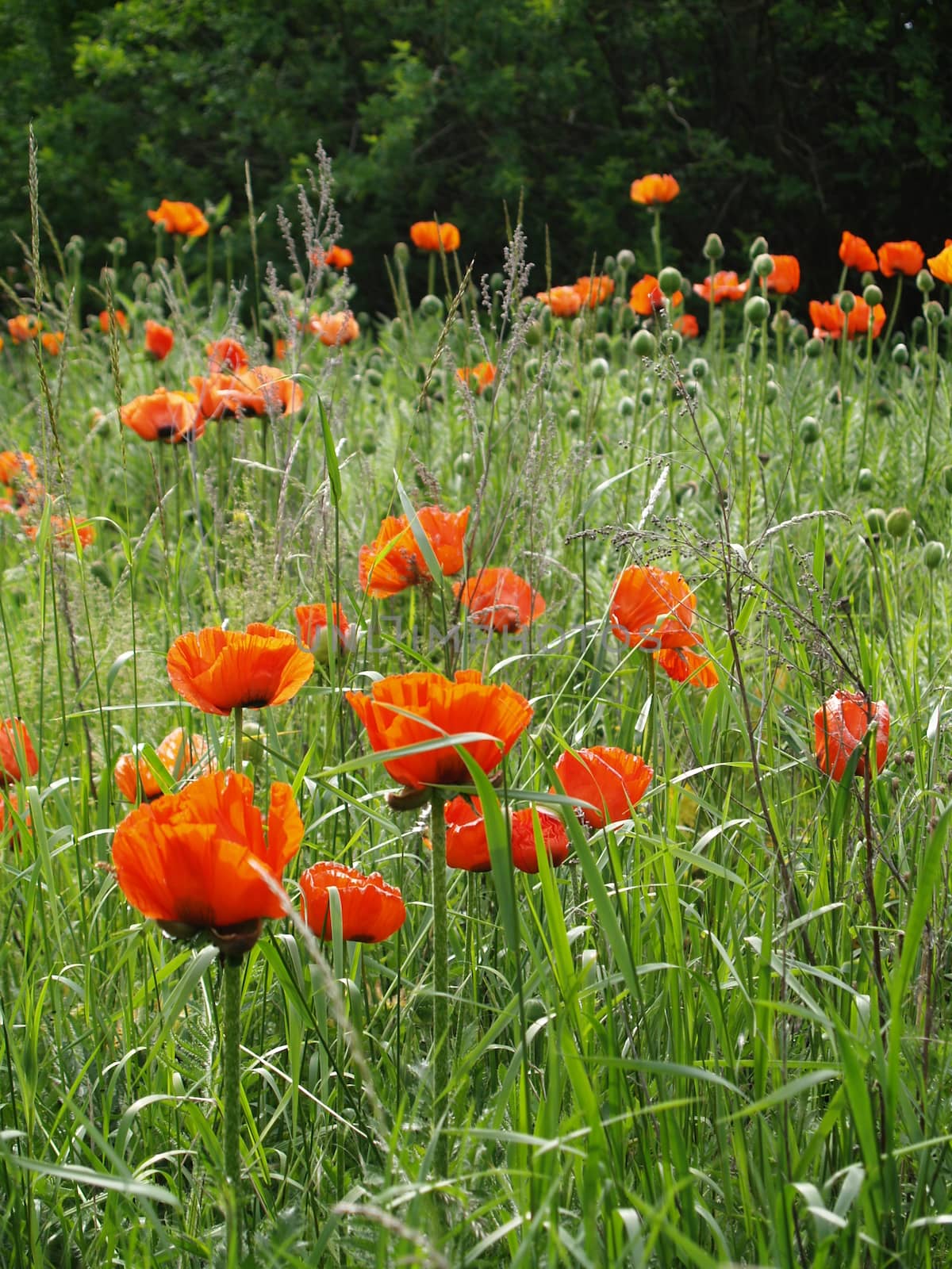 Orange Poppies Growing Wild in a Field