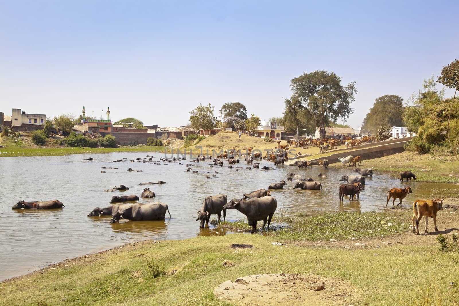 Landscape taken in a Gujarat village in rural countryside of India of cattle coming to water and bathe, cool down from the baking hot sun watched by their herdsman