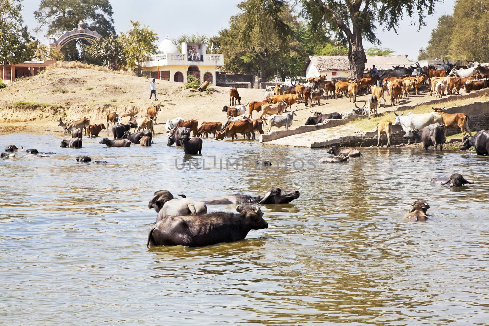 Landscape taken in a Gujarat village in rural countryside of India of cattle coming to water and bathe, cool down from the baking hot sun watched by their herdsman who is rounding them up milking time