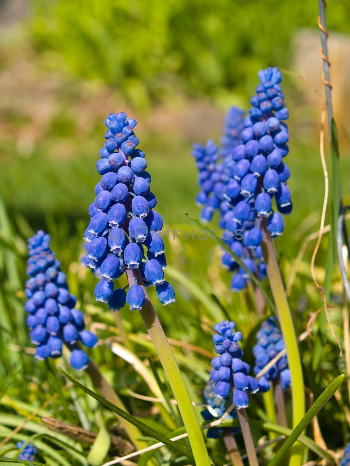 Tiny Cluster Flowers Grape Hyacinths in a Garden
