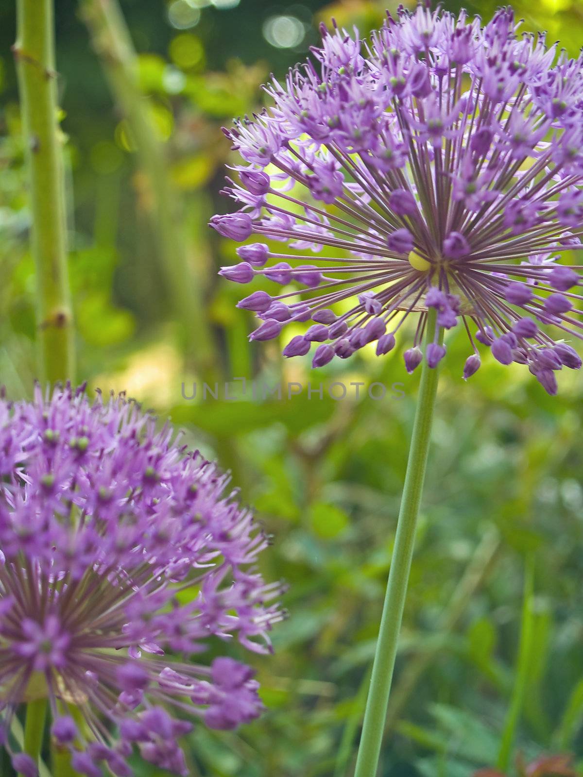 Purple Allium Flowers Growing in a Sunny Garden