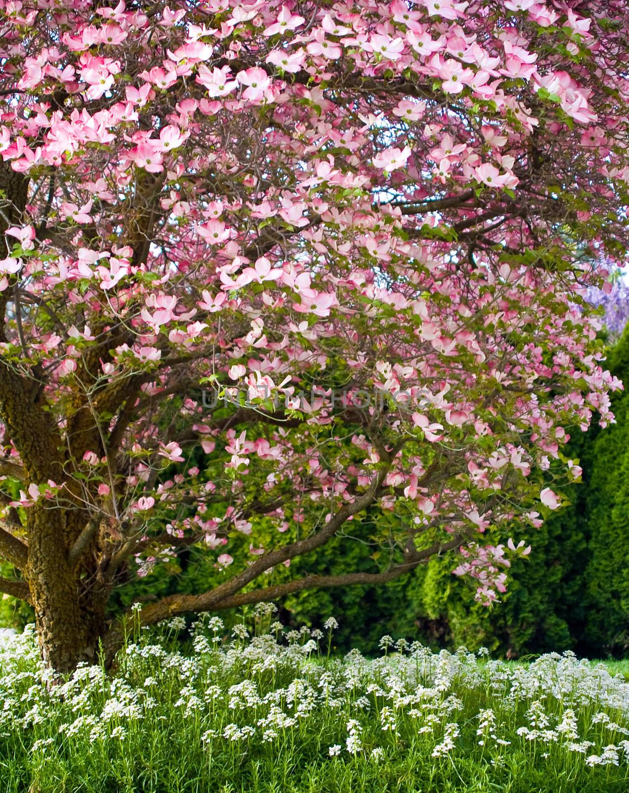 Pink blooms adorn a Dogwood tree in spring