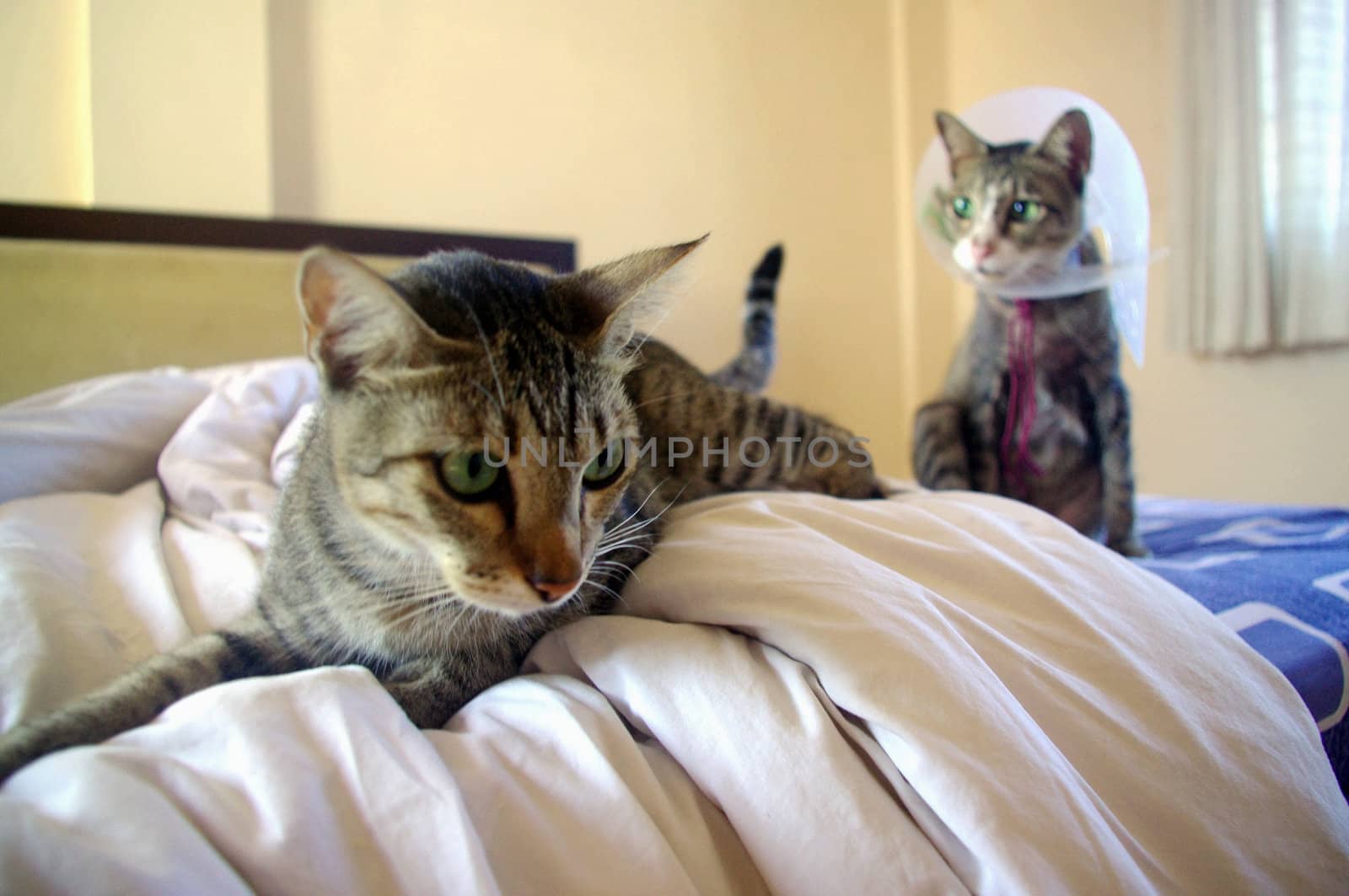 Cats sitting on bed Cats sitting on bed by Komar