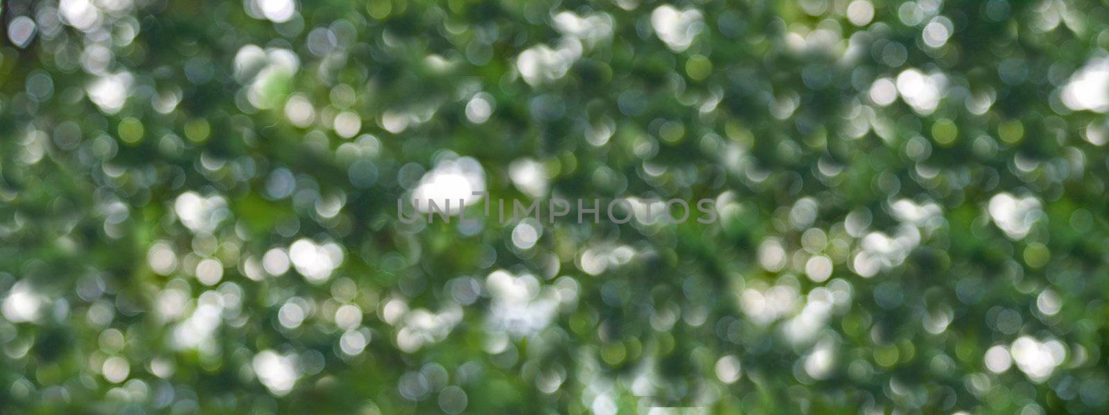 Abstract Natural Forest Color Background.  Natural Bokeh