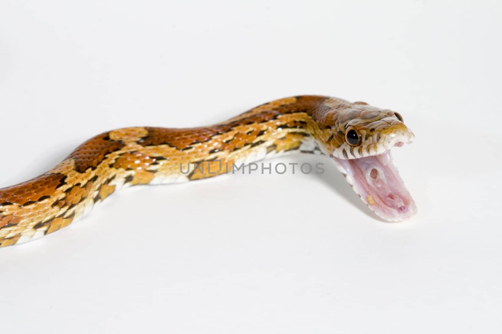 a portrait of a pretty and great snake with great colors opening his mouth