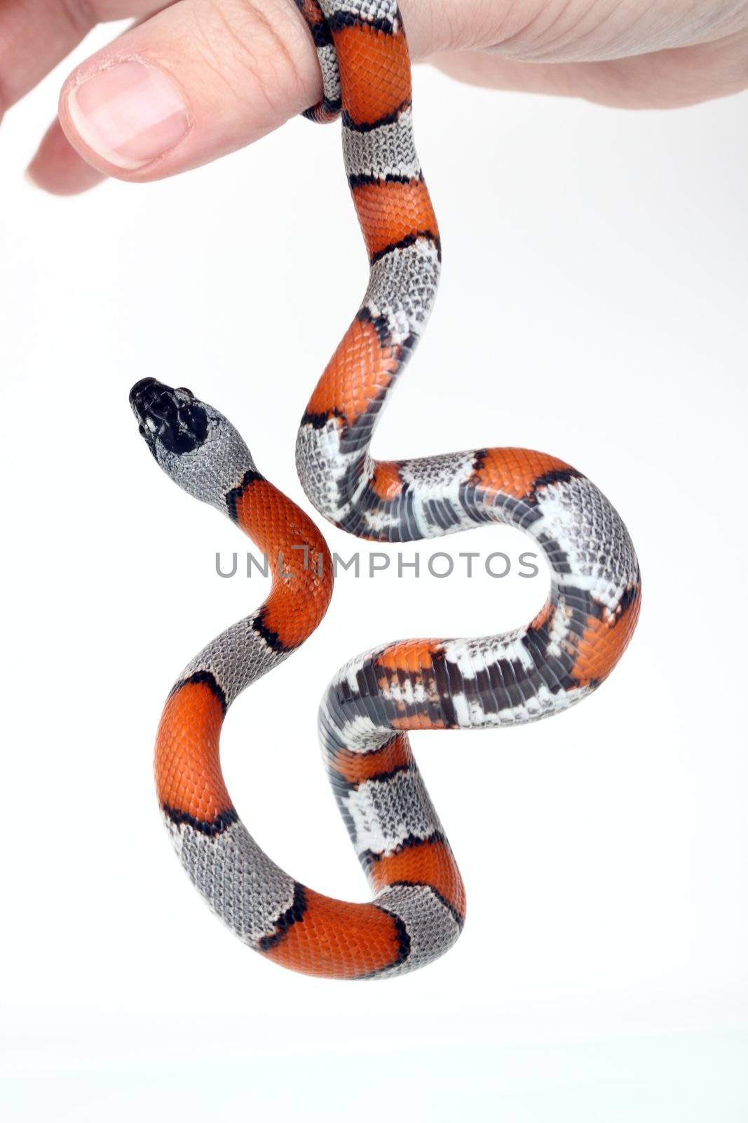 a harmless desert snake on a human hand