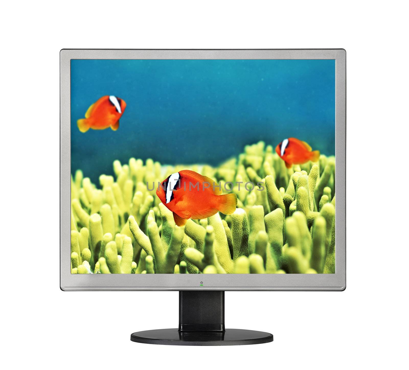 Goldfish in aquarium