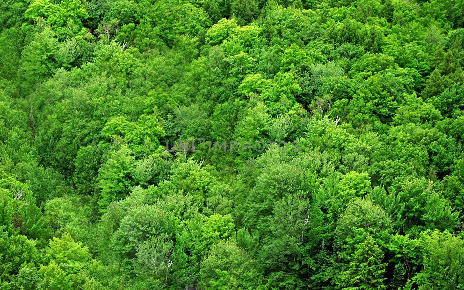 Green forest background