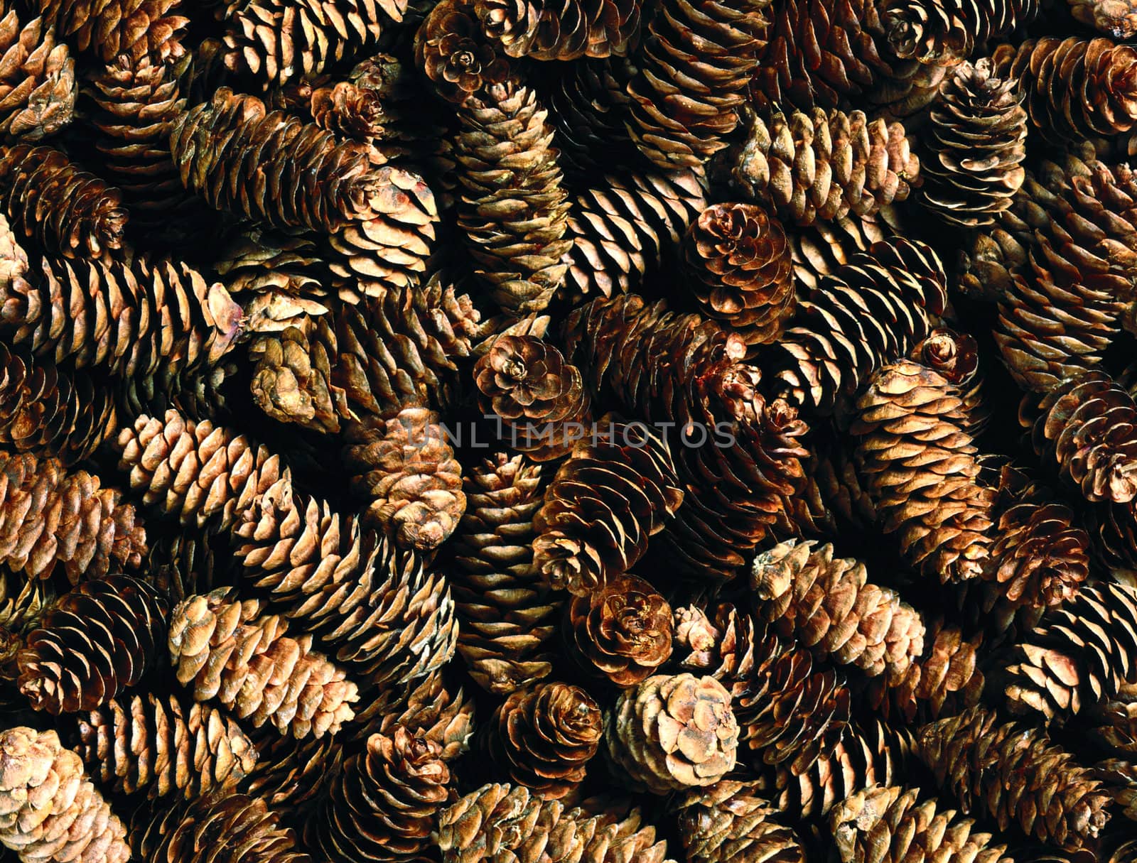 fir cones botany, brown, christmas, close-up, cone