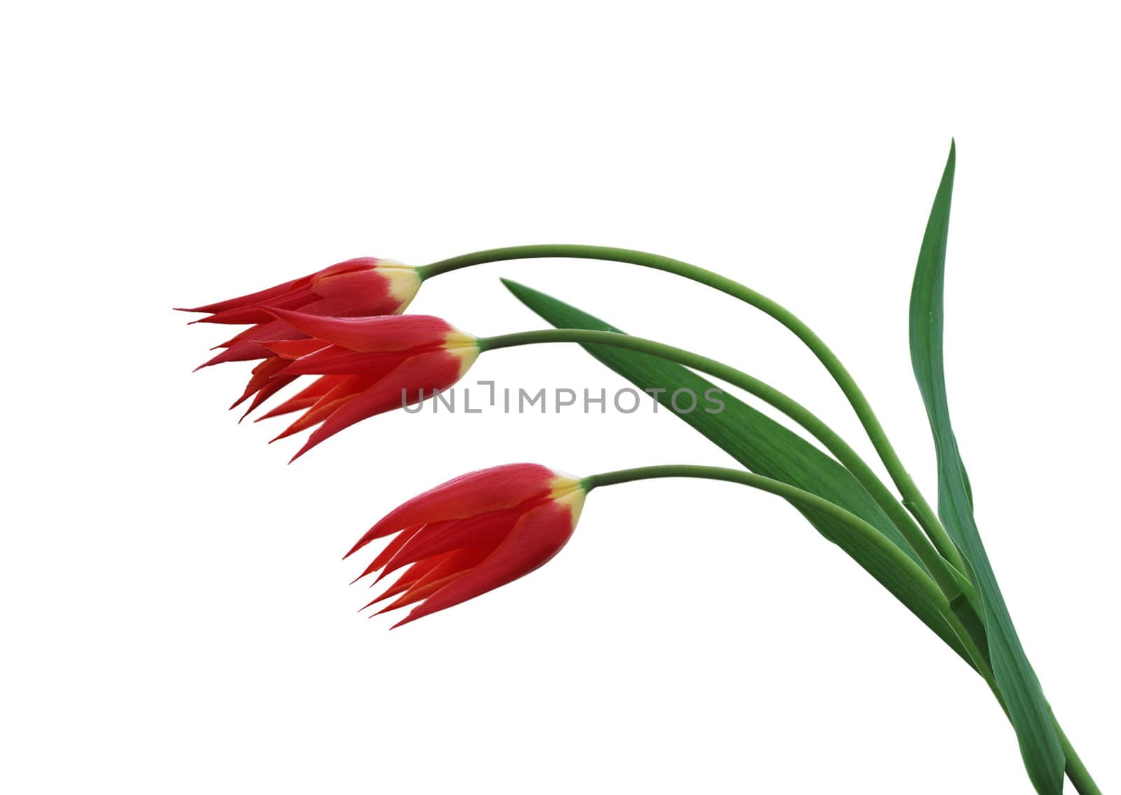 Three tulips isolated on a white background