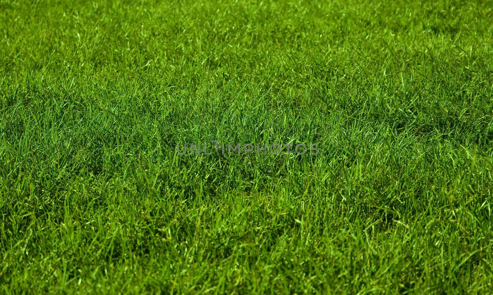 Beautiful green grass texture and can be background