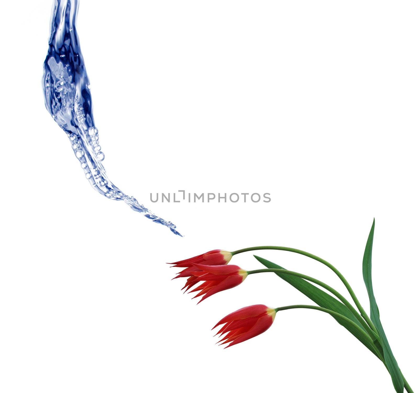 Flower and water
