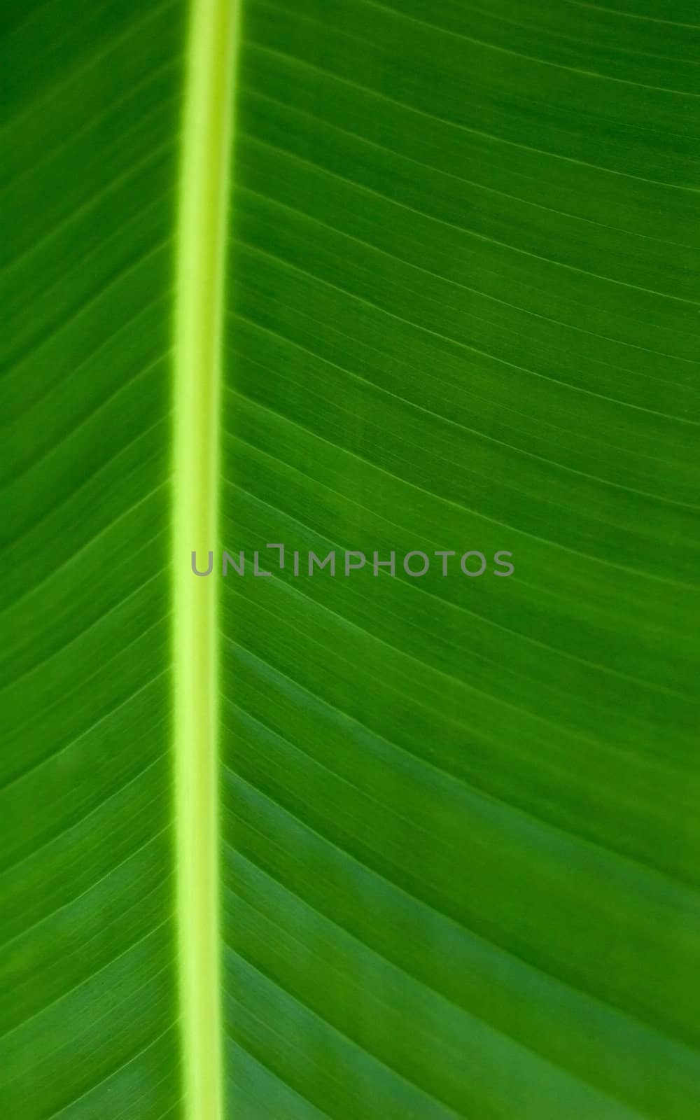 Texture of a green leaf as background