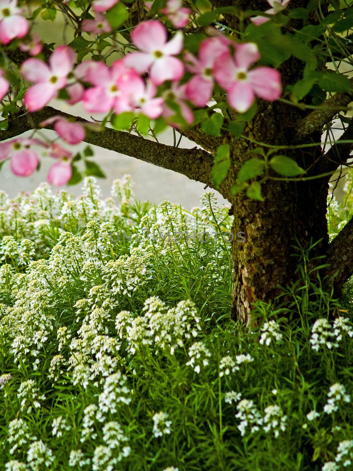 Pink Dogwood Tree Blooms at the Height of Springtime