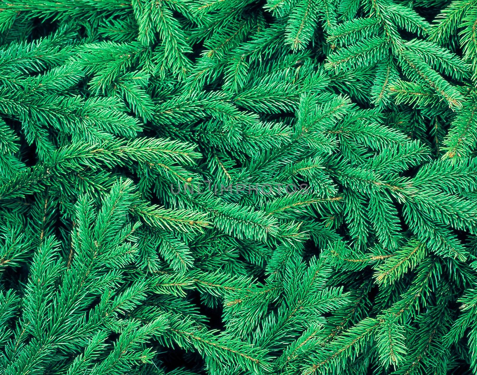 fir tree background close up for christmas