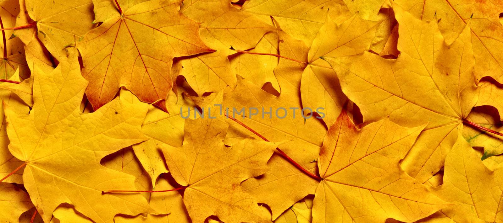 autumn yellow leaves, shallow focus by ozaiachin