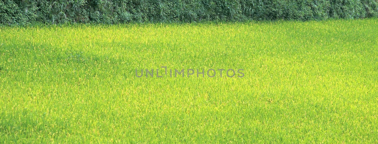 new spring green grass close up isolated