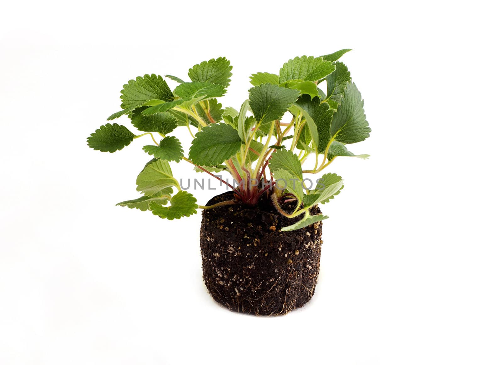 Strawberry leafs on white background