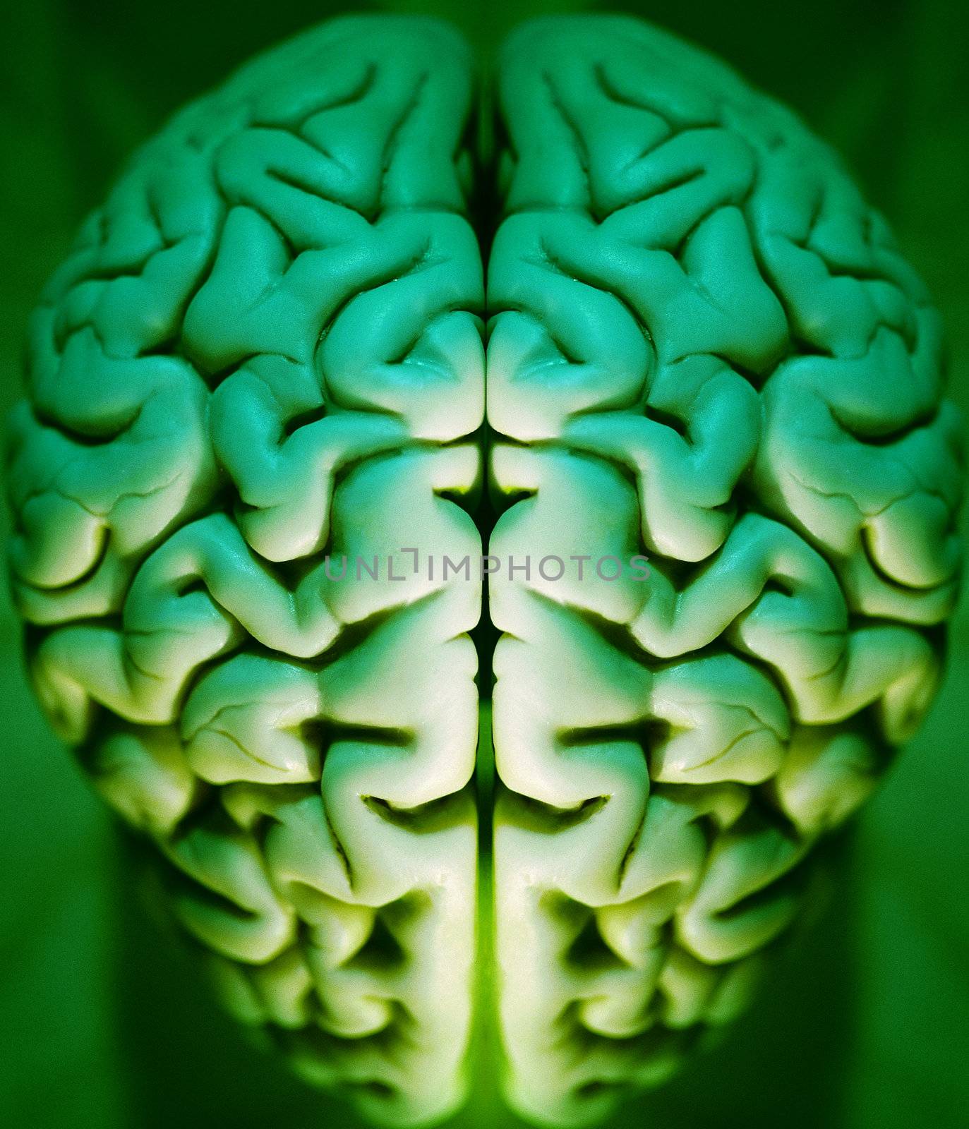 Human brain abstract, alpha, anatomy, art, brain,