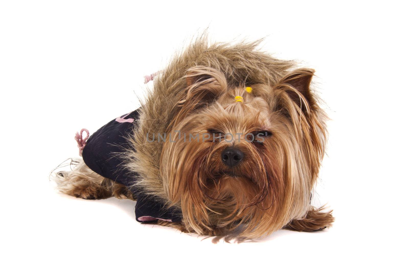 Yorkshire Terrier in sweater