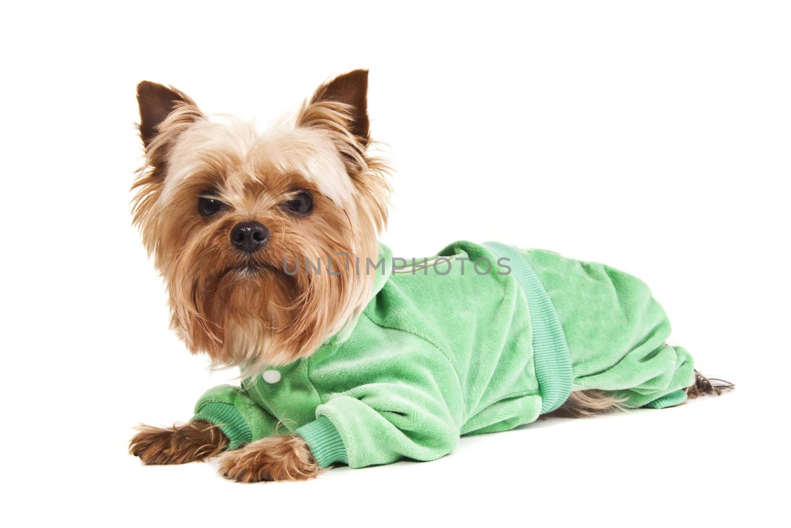 Yorkshire Terrier in sweater