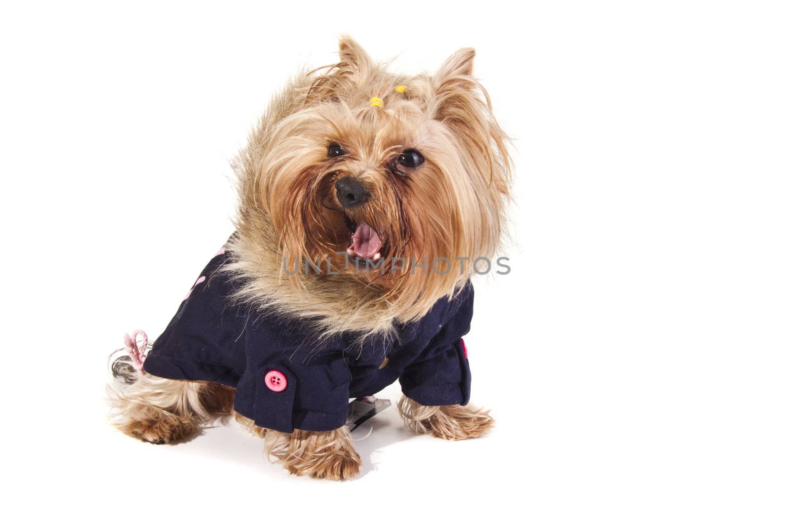 Yorkshire Terrier