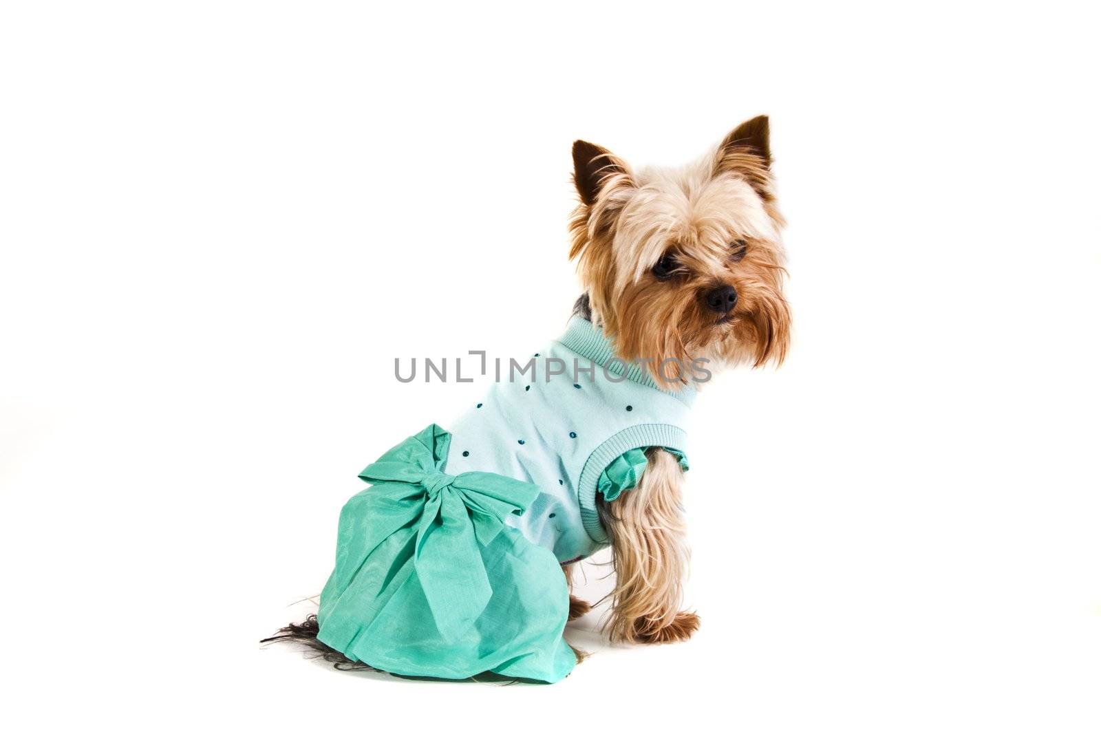 Yorkshire Terrier  in dress