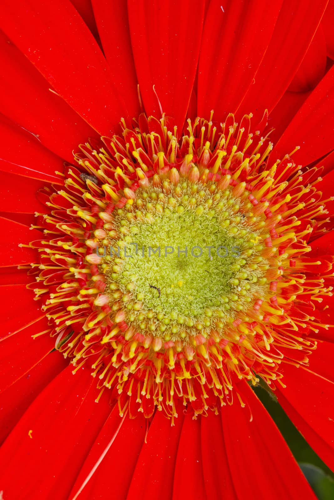 Close up of the middle of a red gerbera 