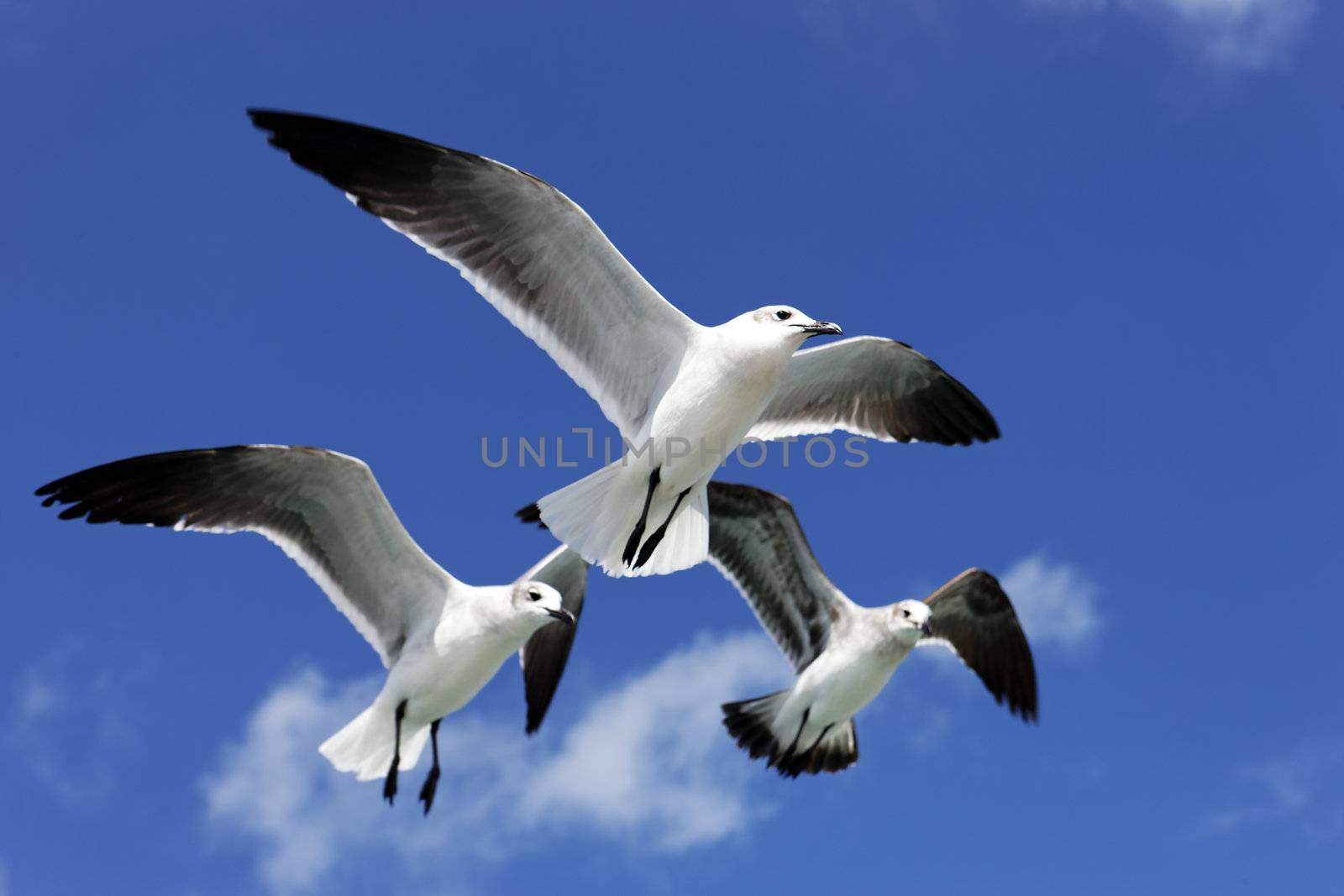 three seagulls flying in blue sky in Mexico
