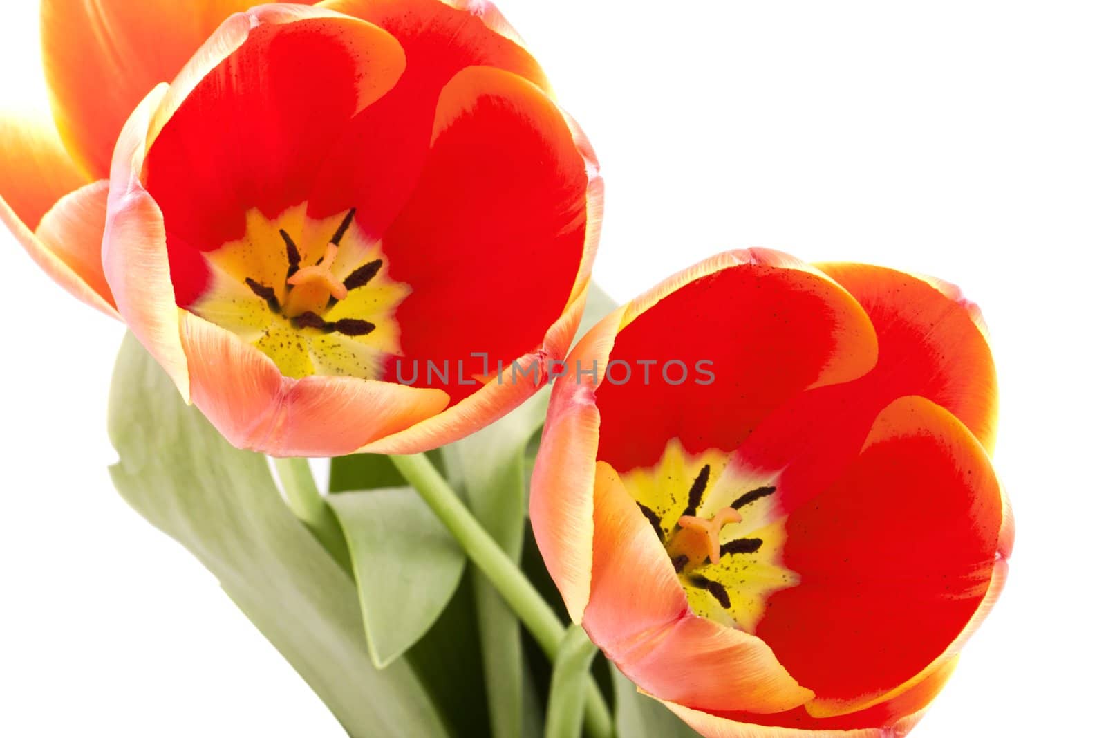 Beautiful red tulips on white background