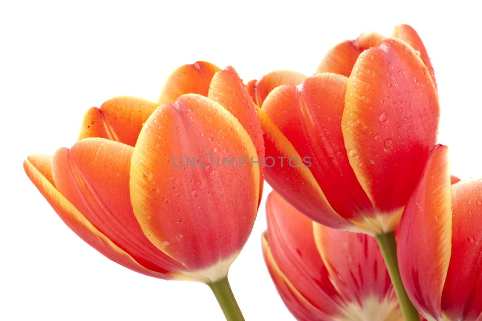 bouquet of red tulips isolated on white