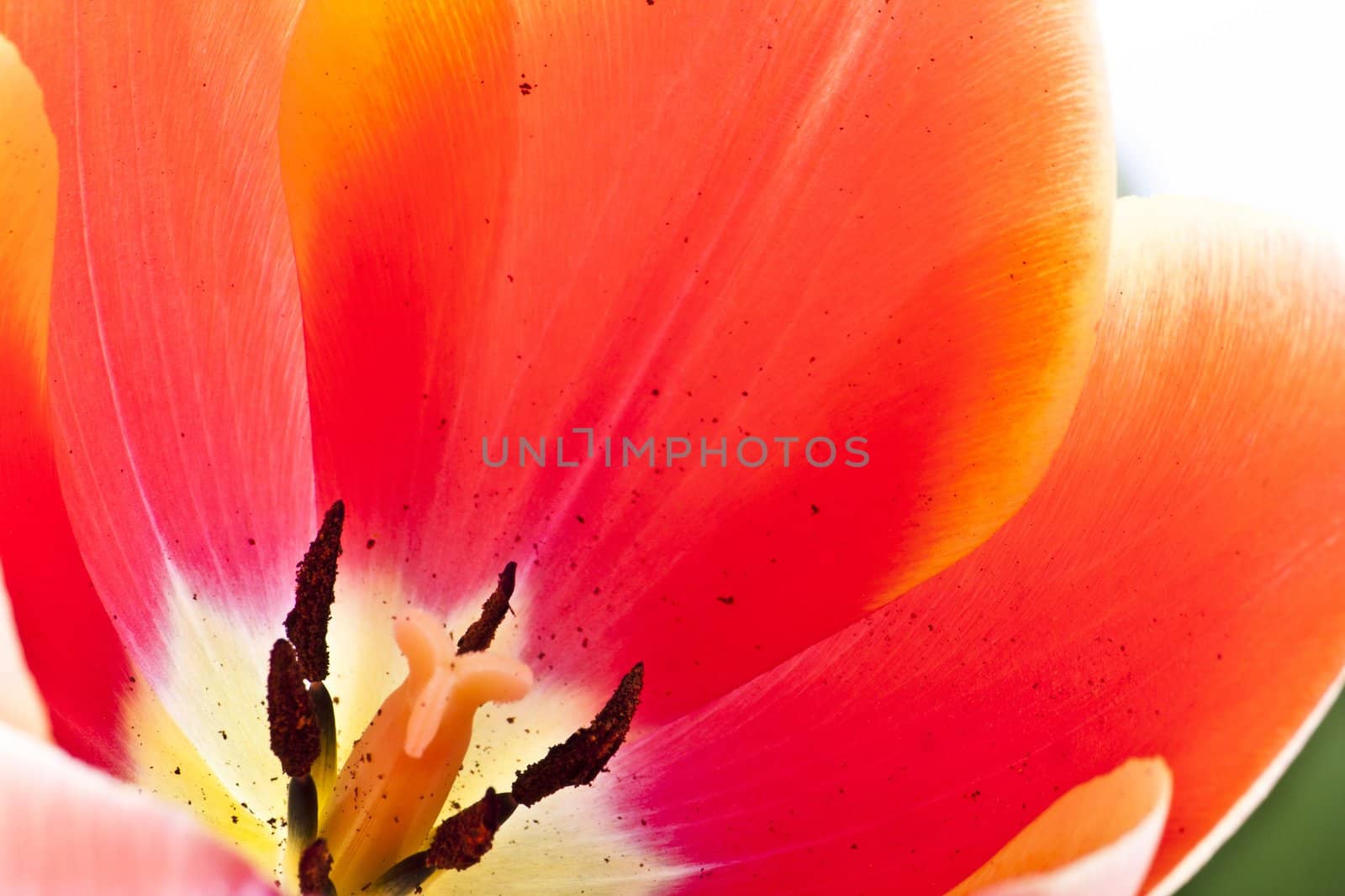 Beautiful red tulips close-up