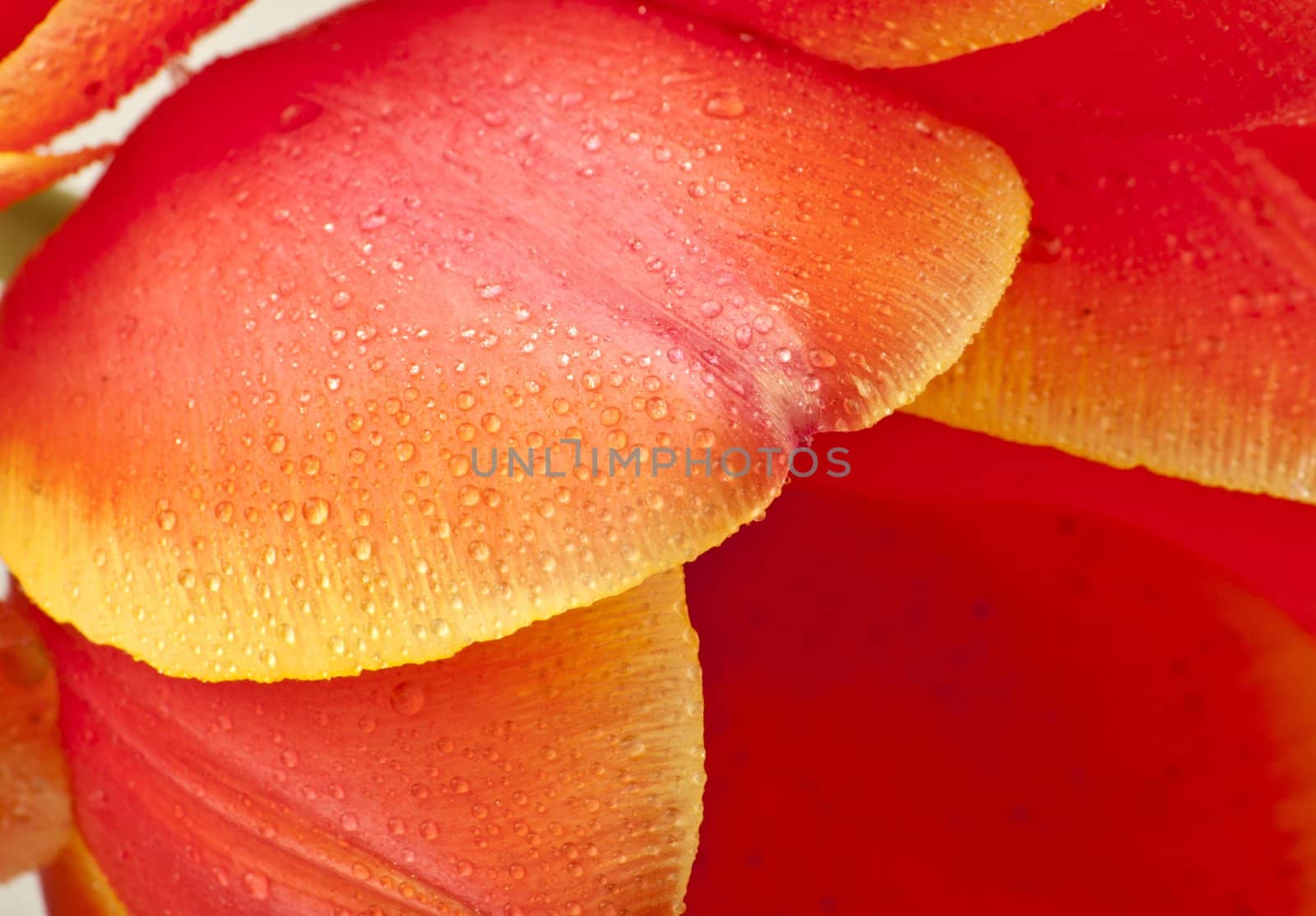 Beautiful red tulips close-up