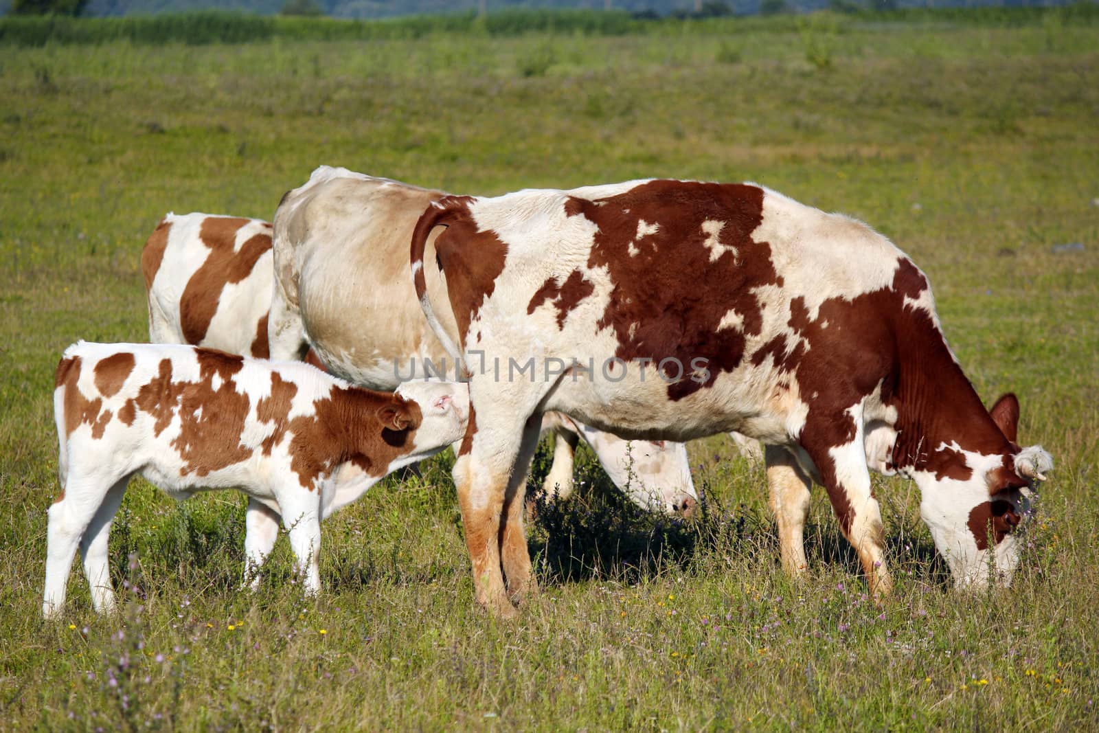 cow and calf on pasture