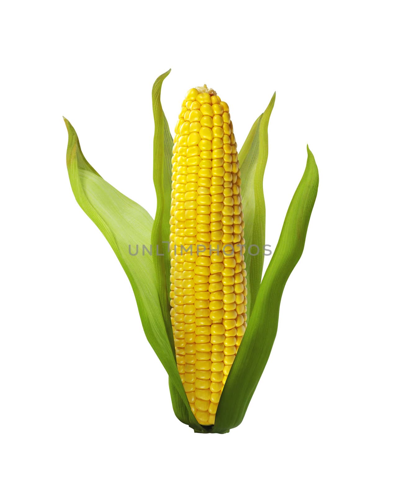 corn isolated on white background