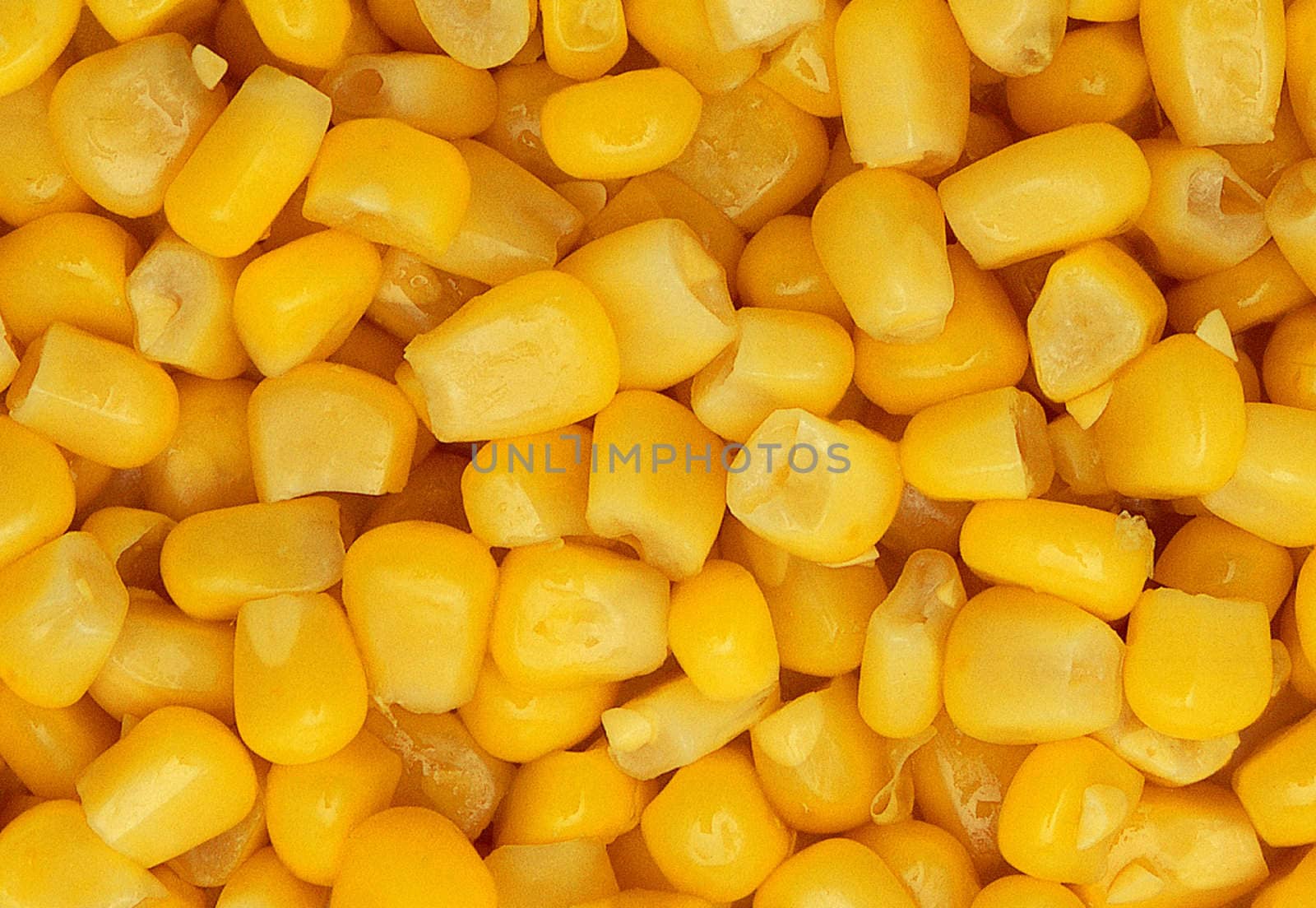 image of corn background and can be texture