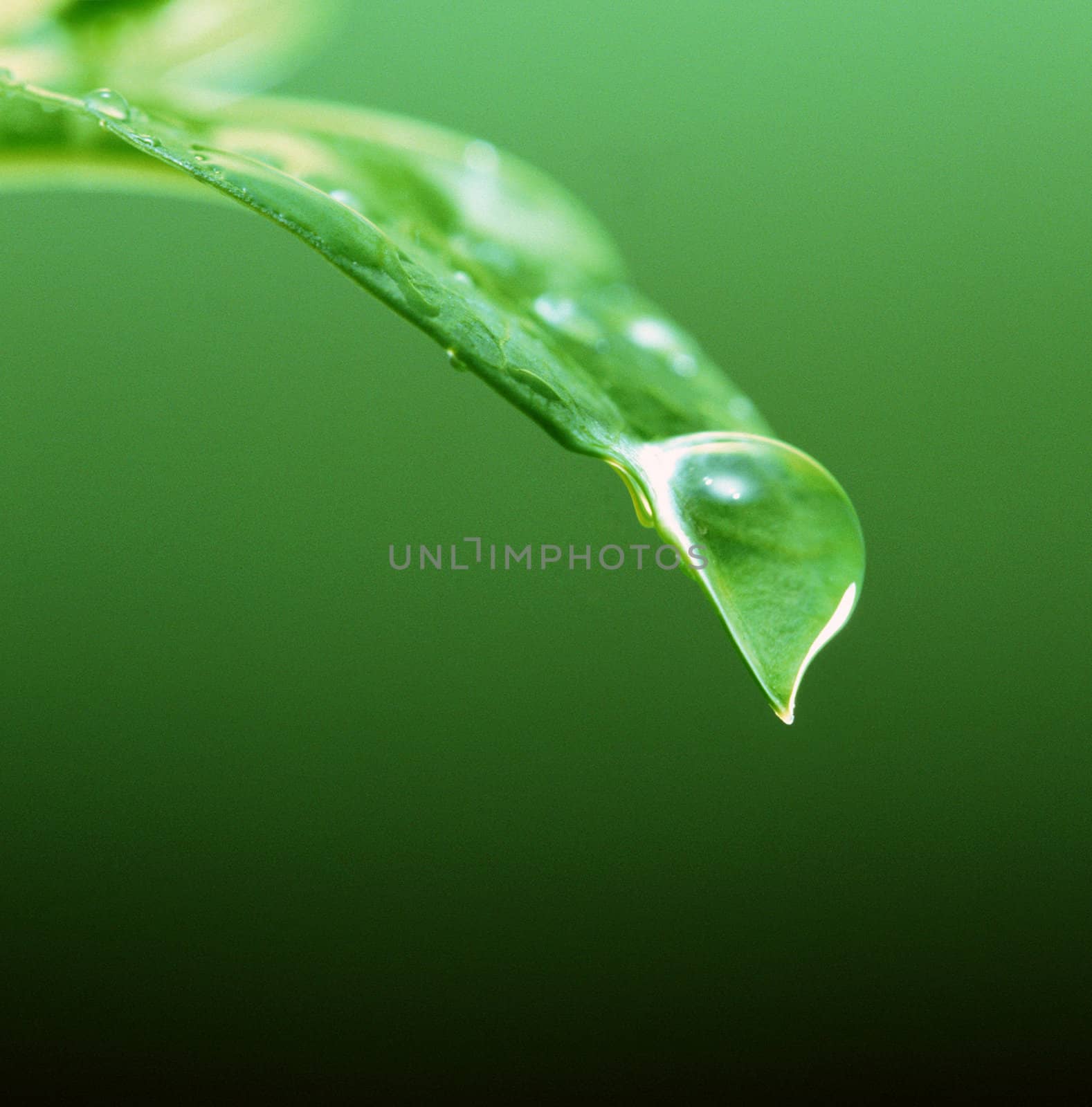 Water drops on green leaf for your design