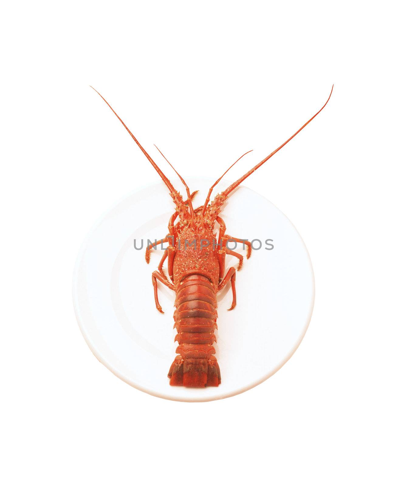 whole red lobster isolated on white by ozaiachin