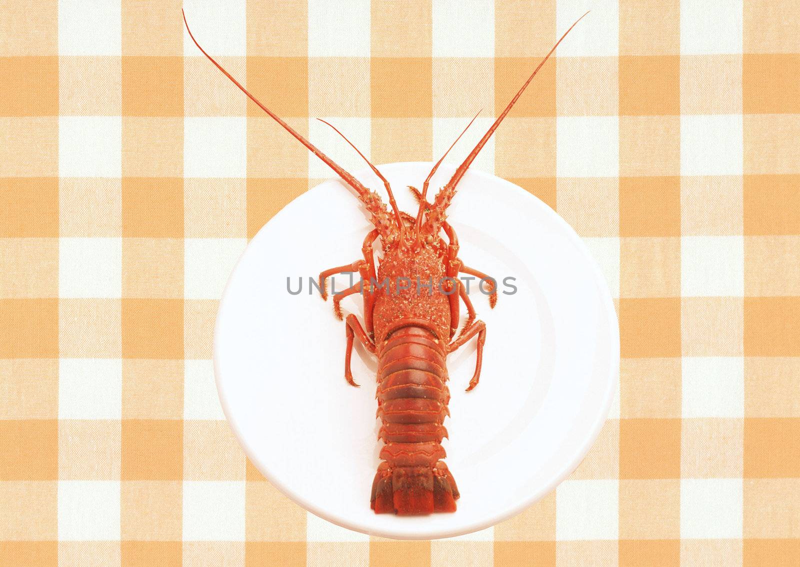 whole red lobster on a plate isolated on white background