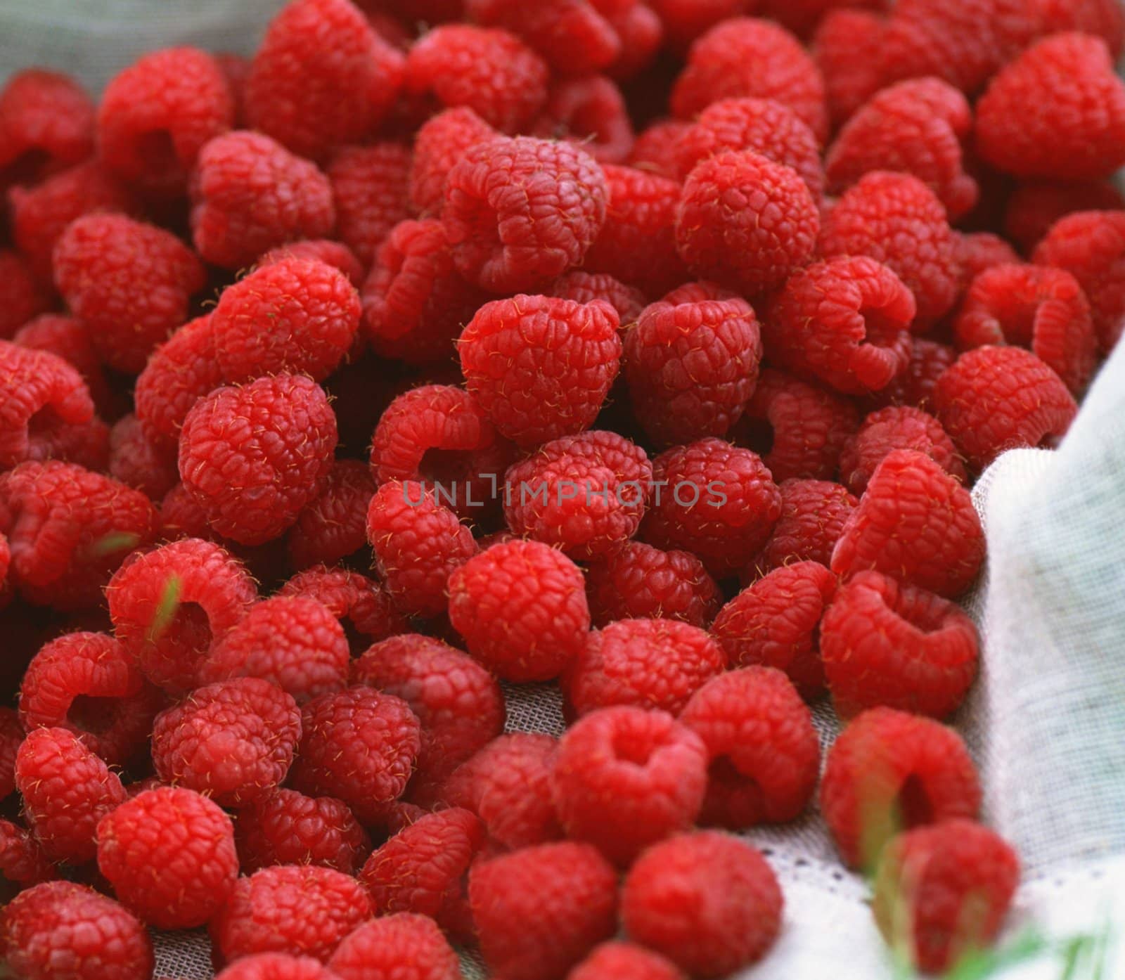 A beautiful selection of freshly picked ripe red raspberries